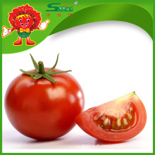 Exportação de tomate fresco